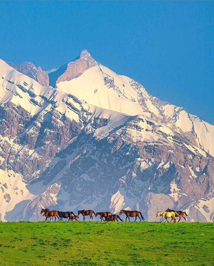 Chevaux sauvages devant les montagnes enneigées du Tian Shan