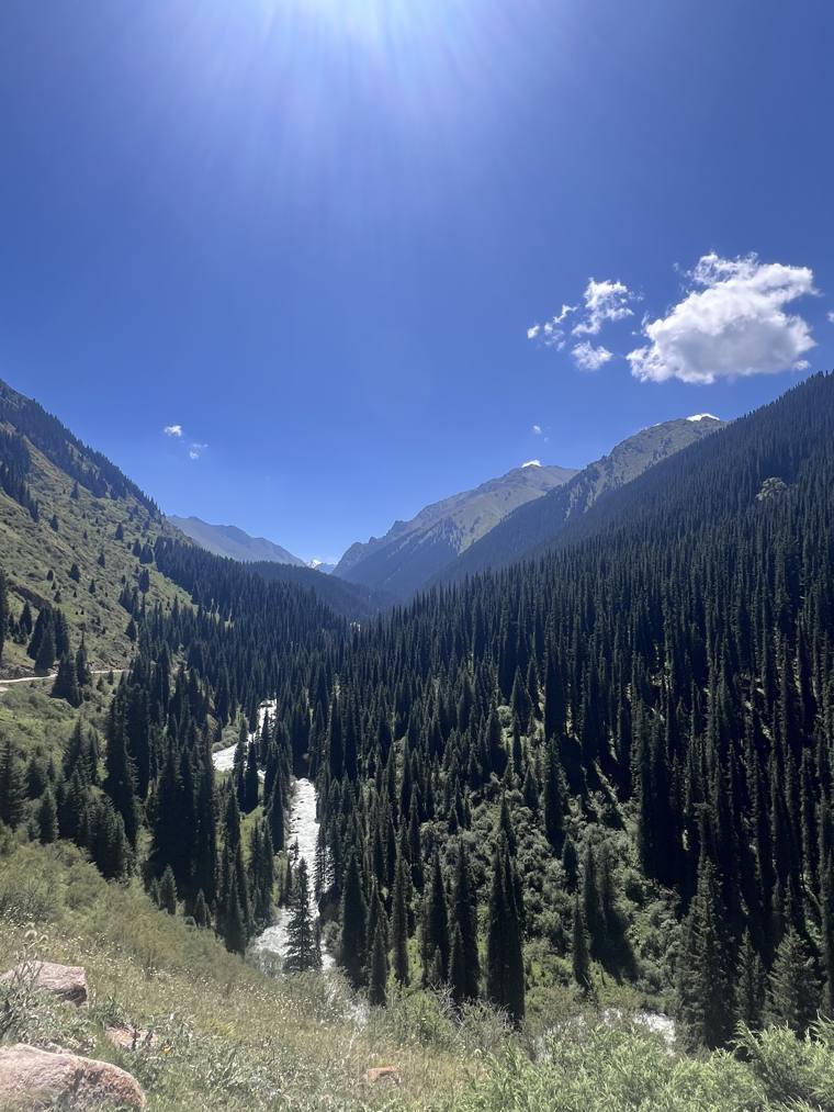Forêt de sapins et rivière de montagne