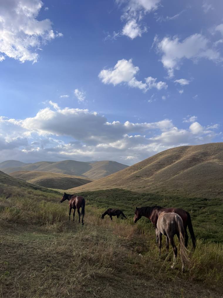 Chevaux en liberté sur les alpages au coucher du soleil